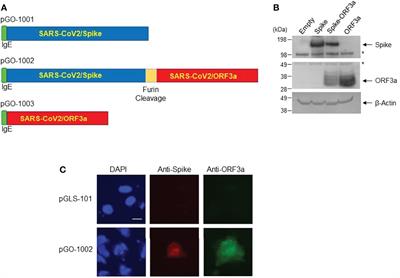 Immune Responses of a Novel Bi-Cistronic SARS-CoV-2 DNA Vaccine Following Intradermal Immunization With Suction Delivery